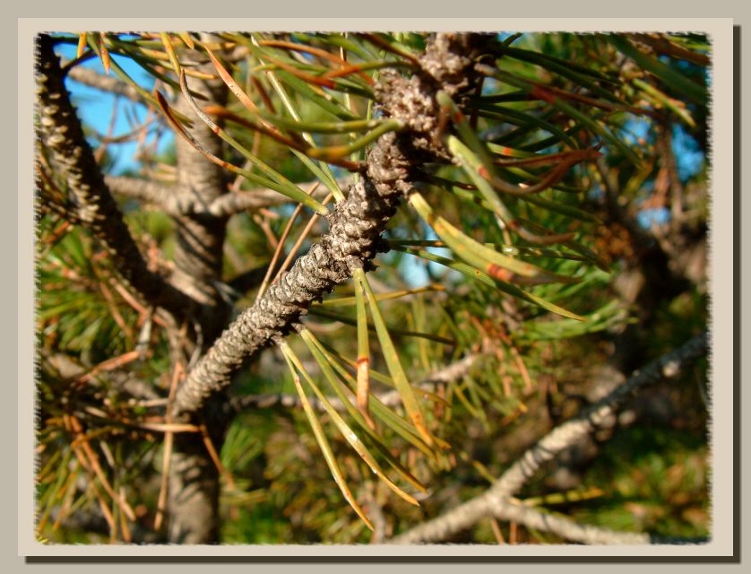 DGPV dissesti di versante